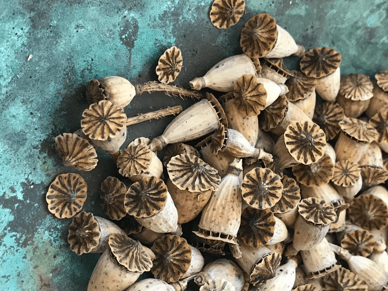 Lalehan Uysal | Seed&nbsp;Watcher